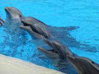 Loro Parque