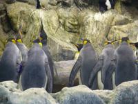 Loro Parque