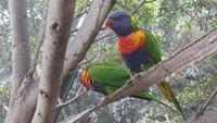 Loro-Park