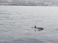 Los Gigantes (20)