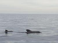 Los Gigantes (22)