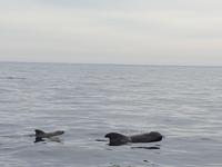 Los Gigantes (23)