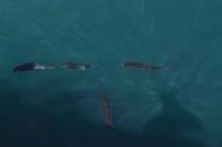 Los Gigantes