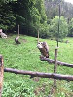 Mönchsgeier im Wildgehege Aran Park