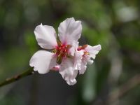 Mandelblüte