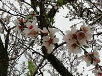 Mandelblüten