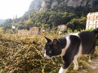 Montserrat (7)