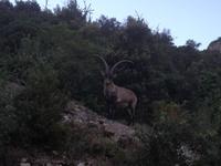 Montserrat