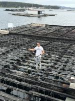 Muschelzucht 