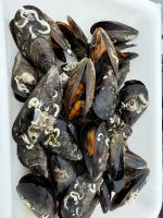 Muschelzucht 