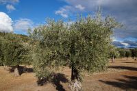 Olivenbaum
