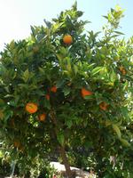 Orangenbäume im Madonie Gebirge