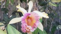 Orchideengarten