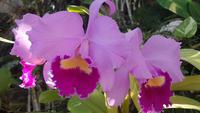 Orchideengarten