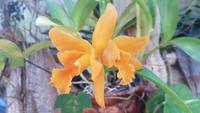 Orchideengarten