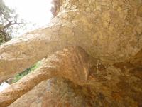 Park Guell