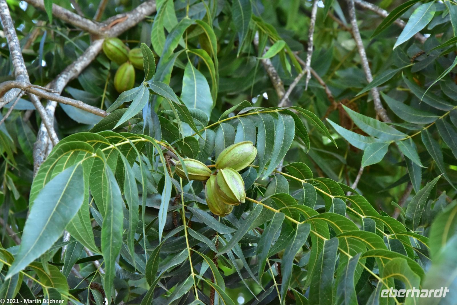 Pekannuss