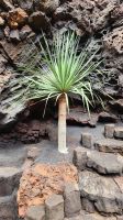 Pflanzenpracht in der Jameos del Agua