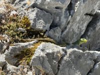 Picos de Europa.JPG