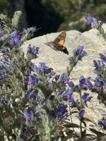 Picos de Europa.JPG