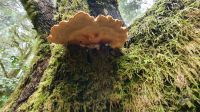 Pilz im Märchenwald