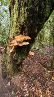Pilze im Lorbeerwald