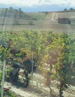 Reben und Weinberge