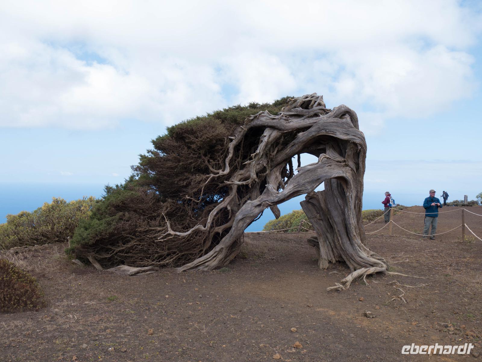 Sabina de El Hierro