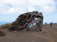 Sabina de El Hierro