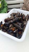 Schifffahrt mit Muschelverkostung