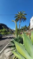 Schwanenhalsagave