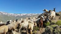 Sierra Nevada - Las Alpujarras - Single-Wanderreise Andalusien