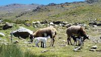 Sierra Nevada - Las Alpujarras - Single-Wanderreise Andalusien