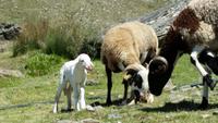 Sierra Nevada - Las Alpujarras - Single-Wanderreise Andalusien
