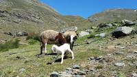 Sierra Nevada - Las Alpujarras - Single-Wanderreise Andalusien