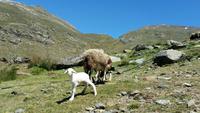 Sierra Nevada - Las Alpujarras - Single-Wanderreise Andalusien