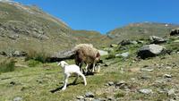 Sierra Nevada - Las Alpujarras - Single-Wanderreise Andalusien