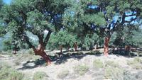 Sierra de Grazalema - Wanderreise Spanien – zu Fuß durch sonniges Andalusien