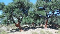 Sierra de Grazalema - Wanderreise Spanien – zu Fuß durch sonniges Andalusien