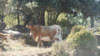 Sierra de Grazalema - Wanderreise Spanien – zu Fuß durch sonniges Andalusien