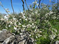 Spanien, El Hierro, Wanderung Hochweiden, Ginster