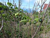 Spanien, El Hierro