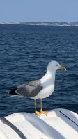 Spanien, O Grove, Bootsausflug