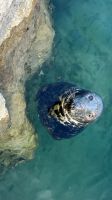 Spanien, Santander, Zoo auf der Magdalenen-Halbinsel