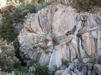 Steinrose Teneriffa