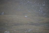 Suchbild mit Geier