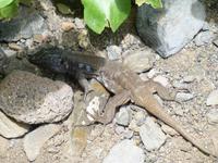 Teide-Eidechse