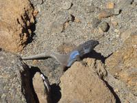 Teide-Eidechse