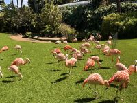 Teneriffa - Loro-Park