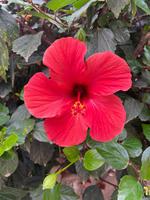 Teneriffa Rundreise Impressionen (16)